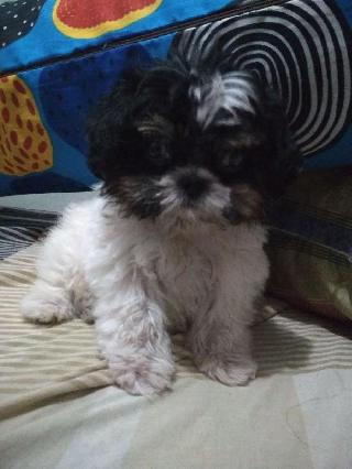 in home pet boarding near me