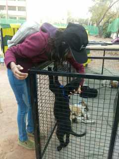 Lahore Spca Adoption Center Near Me Lahore Mobile Animal Clinic