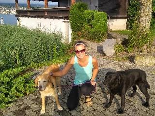 Dallas Craigslist Great Dane Puppies Near Me Craigslist Boxer Icon