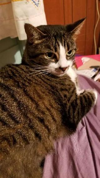 Dog Walking in East Street, North Manchester Self Employed