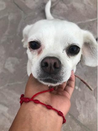 long dog walks near me