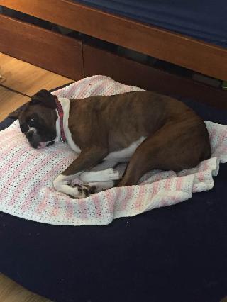 Dog Boarding in Peninsula/Bay Area, San Mateo Walking, Sitting