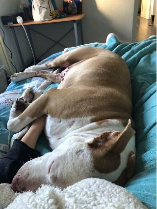 Dog Ξενοδοχείο Home Pet Boarding στην Somerset West Helena