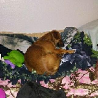 guinea pig daycare near me