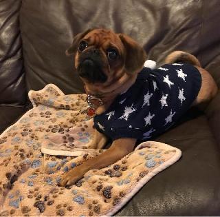 Pet Daycare By Pet Sitters At Cawood Crescent Tadcaster Ls24