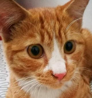 Nurul, Pet Groomer in Petaling Jaya