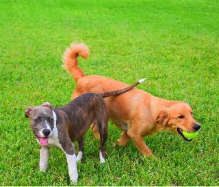 dog sitting place near me