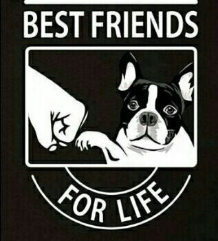 best friends doggy daycare