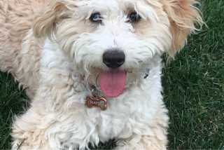 Dog Boarding in Almonte Mississippi Mills Wendy's Doggie