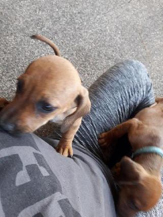 animal house dog groomer