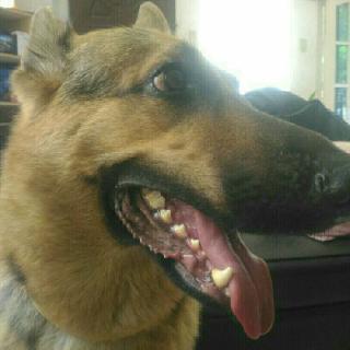 Dog Hotel Home Pet Boarding in Talisay Cebu, Talisay City Jinx