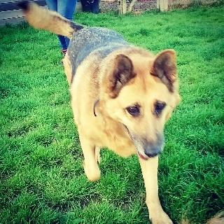 Dog Hotel Home Pet Boarding in Easton Road, Leixlip Leixlip