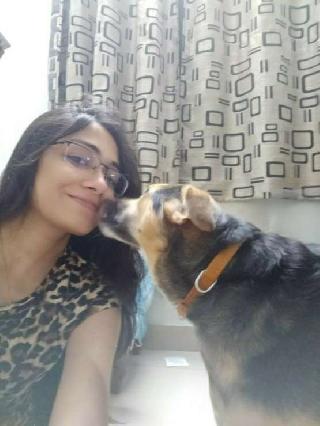 Dog Grooming in Normanby Road, Caulfield North Pawrent Pet