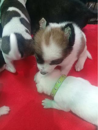 Pet Hotel Home Pet Boarding In Macallum Komtar George Town Sue