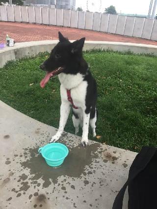 Marion, Pet Boarder in Mid-Levels