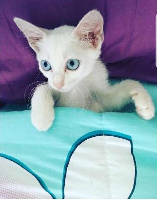 Pet Hotel Home Pet Boarding in Shah Alam,Klang, Kuala Selangor