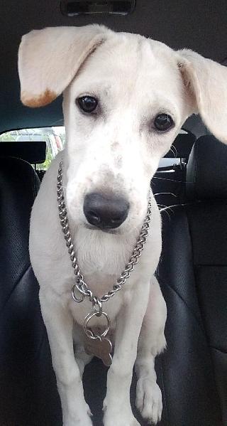 top rated pet boarding near me