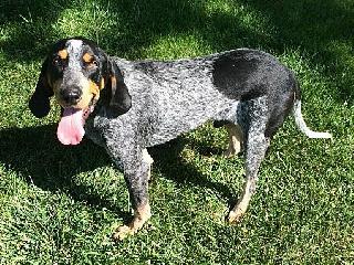 Pet Daycare in Bay Saint Louis Spotorno's Dog Boarding