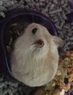 Pet Daycare in cheras kl, Cheras Pets Of Me PetBacker Kuala Lumpur