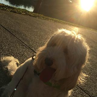 Deborah, Pet Boarder in Sierramas West