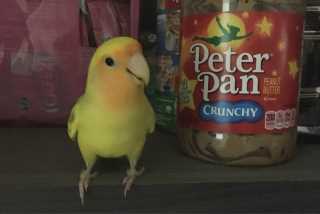 Pet Hotel Home Pet Boarding in Singapore all areas Toa Payoh