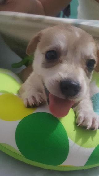 dog kennels overnight boarding near me