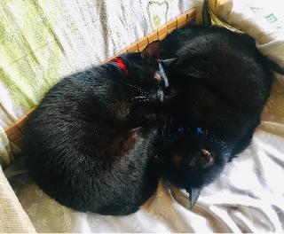 cat boarding costs near me