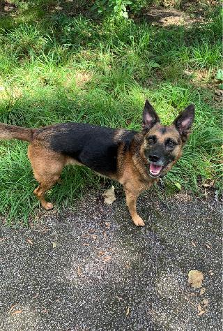 Jeongwan, Pet Walker in Bezirk Pankow