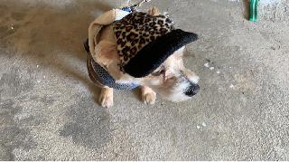 Walking in Korea Insured on PetBacker