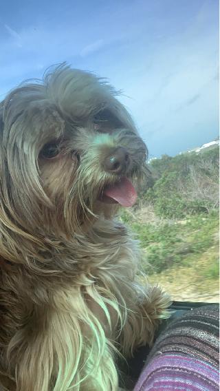 Pet Hotel Home Pet Boarding in Helderberg area Somerset West