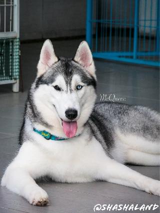 预订马来西亚可信赖的小狗美容