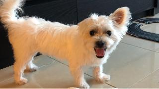 Pet Taxi Transport in Abu dhabi, Abu Dhabi Pet Taxi Abu Dhabi