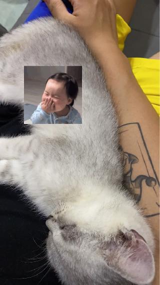 Dog, Cat Hotel Home Pet Boarding in Bandar Kinrara Meow N Dog