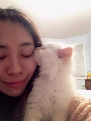 havanese shampoo recommendations