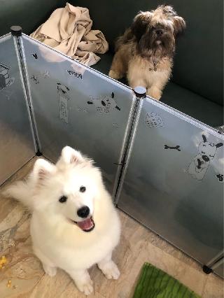 best dog daycare near me