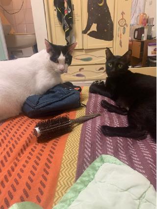 cat boarding costs near me