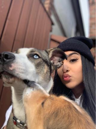 cat boarding north york