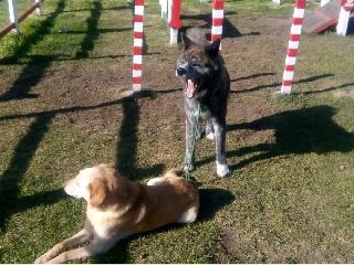valeria, Pet Boarder in Caulfield East