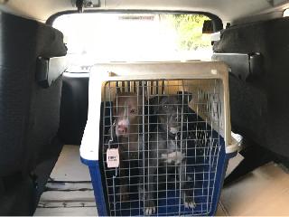 affordable dog training classes near me