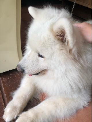 LittleAngel.Co, Pet Walker in Kota Jakarta Pusat