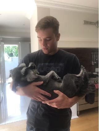 Dog, Cat Daycare in Northern Suburbs Bryanston Mcaslin's