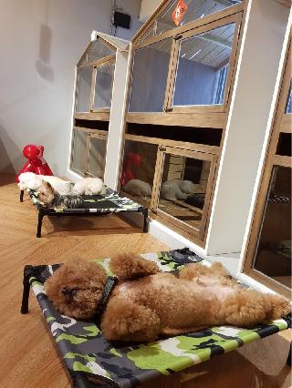 pet boarding house near me