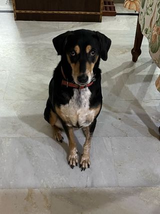 Tikki Pet Sitting Service