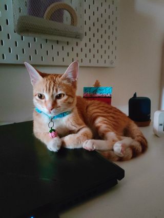 Pet Hotel Home Pet Boarding in Yelahanka New Town Bengaluru