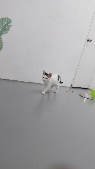 Pet Hotel Home Pet Boarding in Subang Jaya, Subang Jaya Same