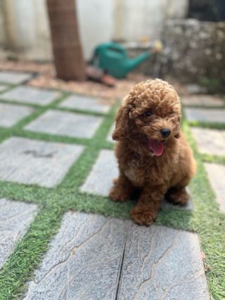 Kerala Dog Obedience Boot Camp Near Me Pet Hotel Home Pet Boarding