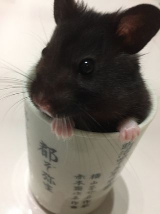 Pet Daycare in Ferenc körút 43, Budapest kerület Day Care