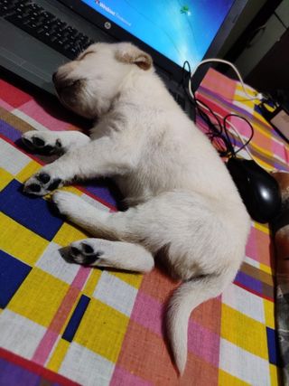 Ana, Pet Boarder in Bengaluru