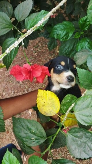 Dog Walking in Maharashtra Badlapur, Badlapur Mishra Dog Walkers