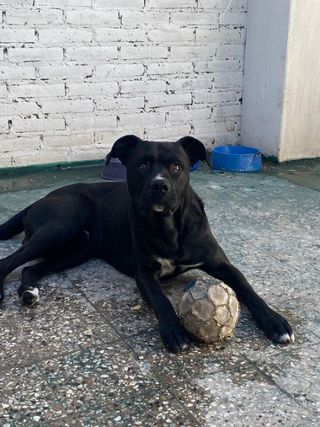 MascotaGuardería para mascotas en Caseros ,tres de feb, Caseros